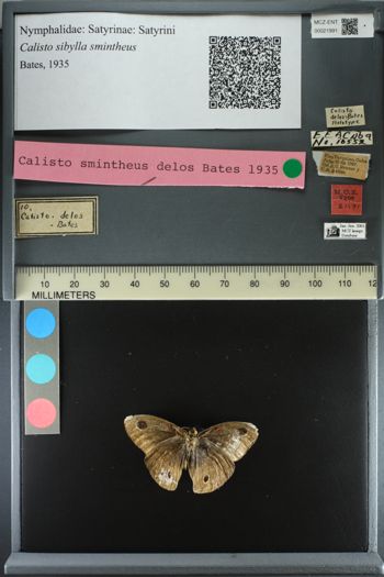 Media type: image;   Entomology 21991